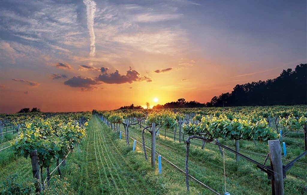 Northwest Arkansas Is a Great Wine and Grape Area